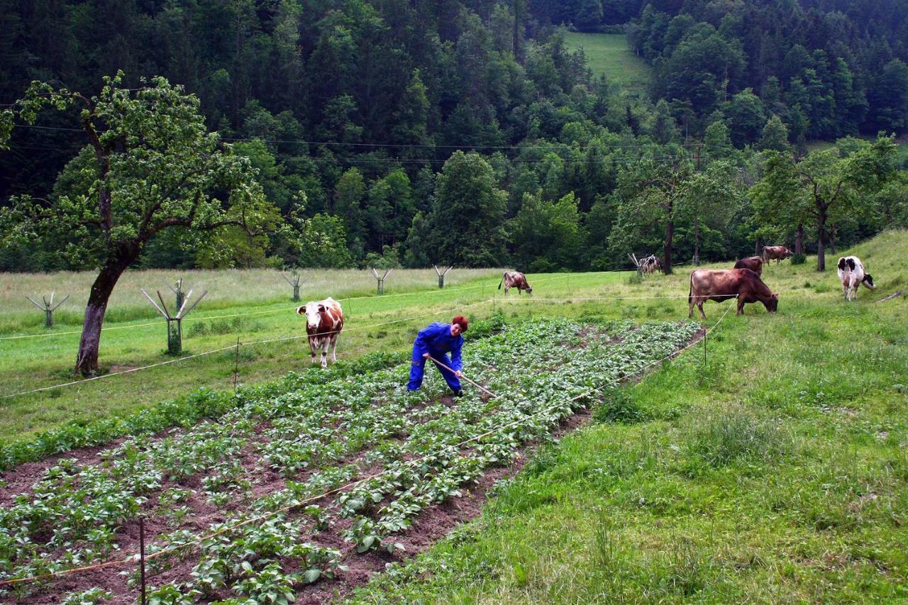 Farm Stay Bukovje Ljubno Ngoại thất bức ảnh
